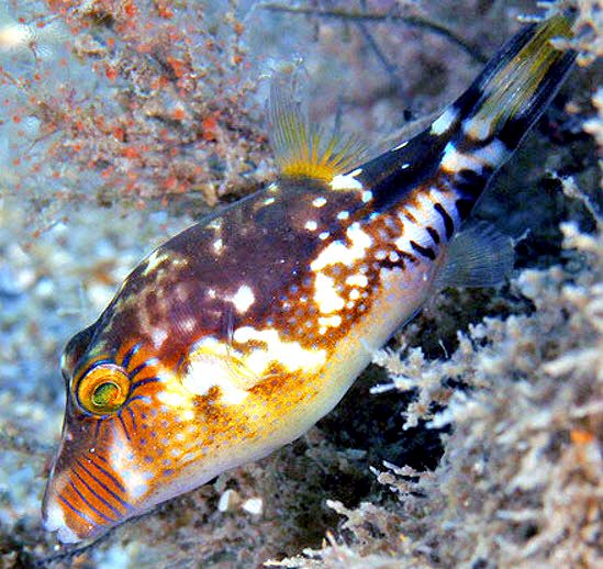 Canthigaster rostrata_04.jpg